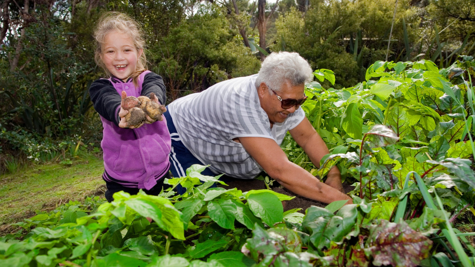 A young girl and an older woman are gardening and digging up potatoes.