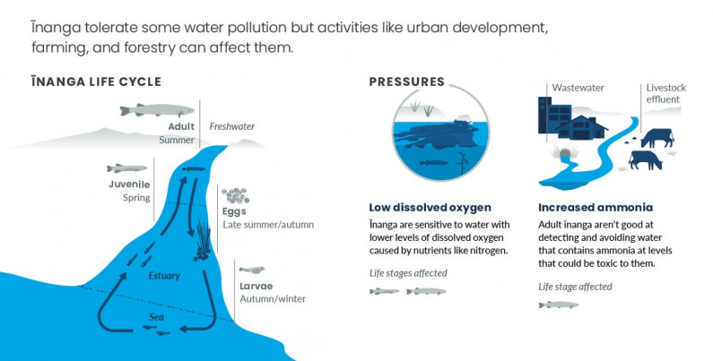 How our activities on land affect īnanga. Infographic.