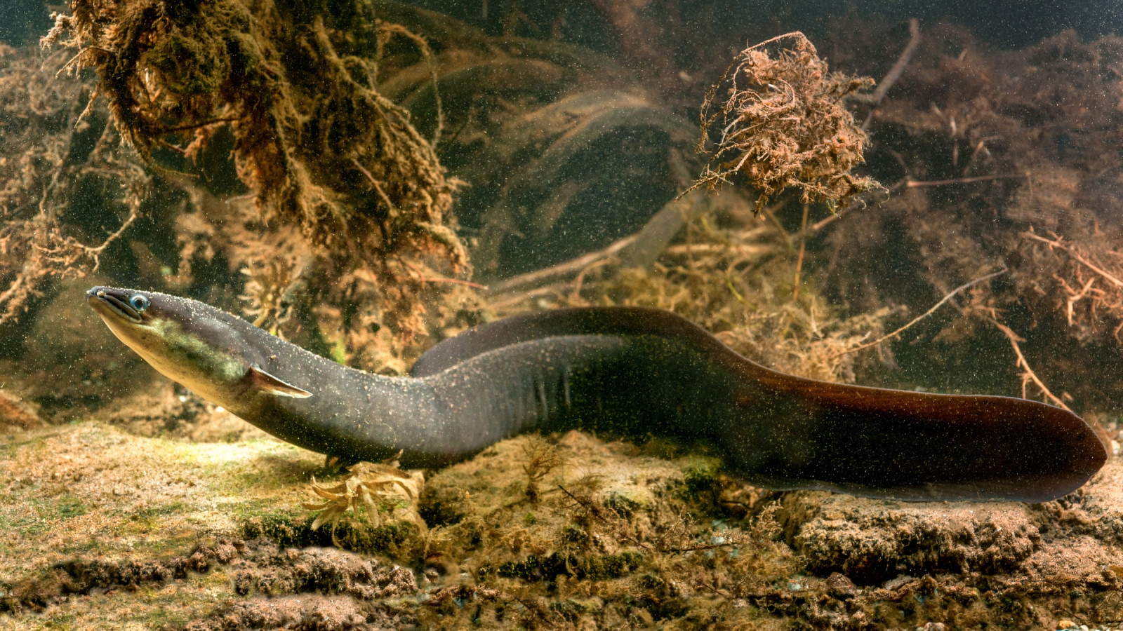 A longfin eel swims along the bottom of a river. Stones, roots and twigs are visible behind.