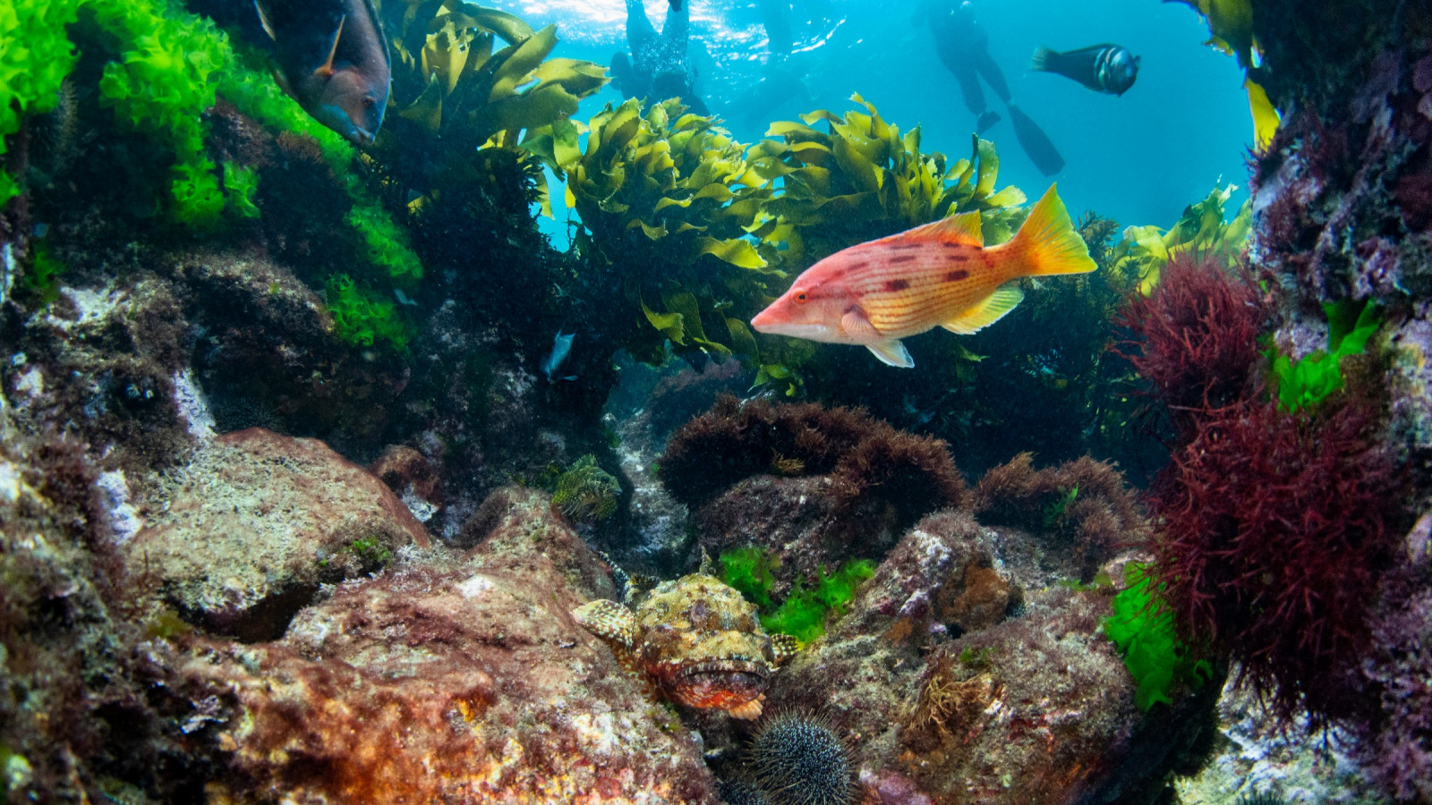 A fish swims in the foreground. It is surrounded by a thriving background of seaweed and other underwater plants and life.