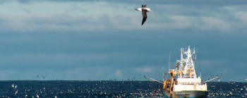 A lone fishing boat on the sea, with a flock of birds on the ocean. A bird flies across the shot in the foreground.