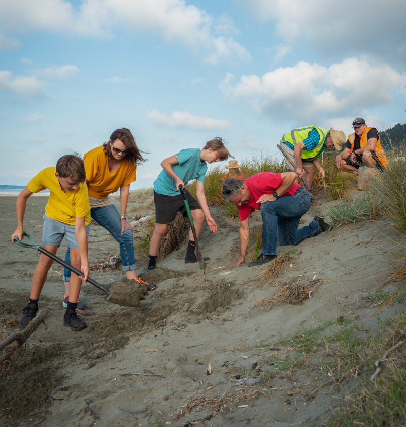 A group of adults and children planting beach plants on a sand dune.