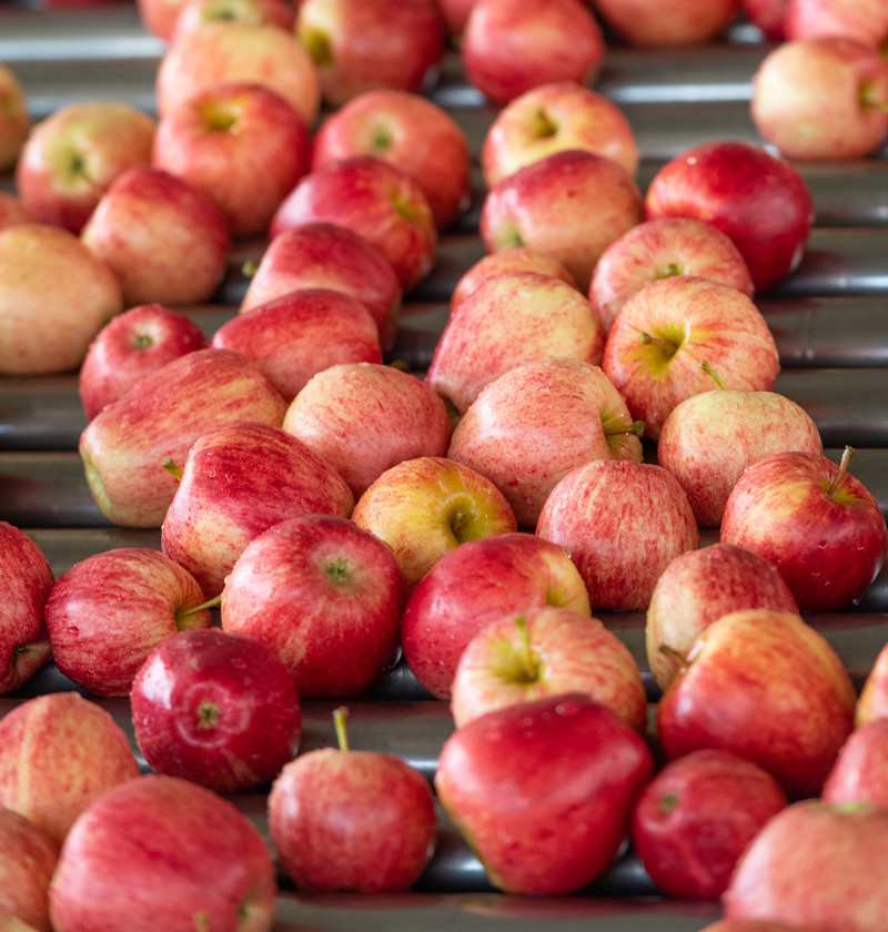 Glossy apples on a conveyor belt in a packing facility.