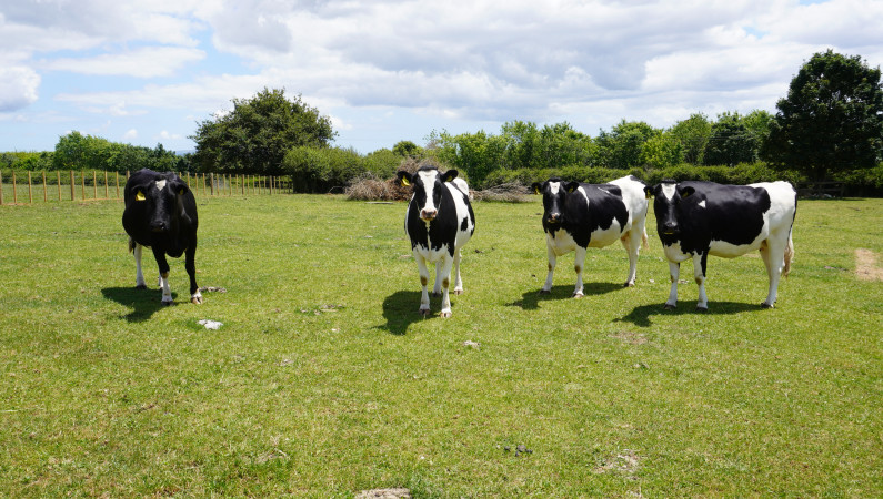 A photograph of four cows in a field.