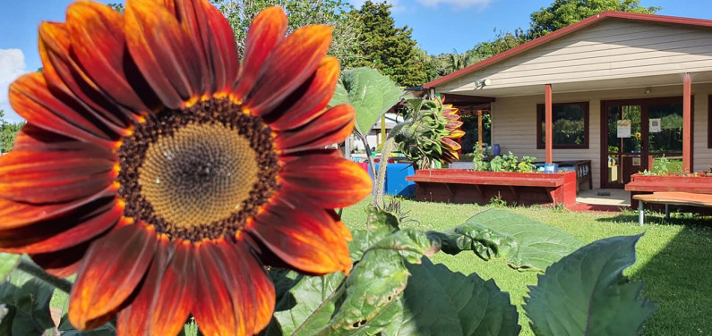 Sunflowers growing at Papatūānuku Kōkiri Marae 