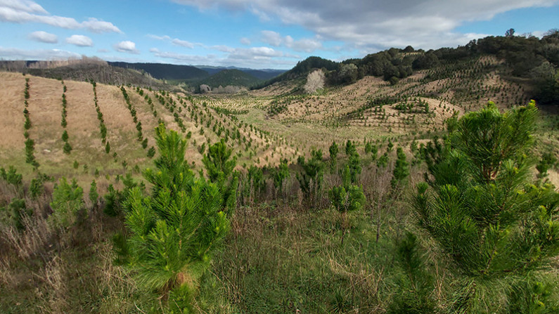 Young pine saplings on the hills at Otarahanga Forest