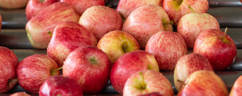 Glossy apples on a conveyor belt in a packing facility.