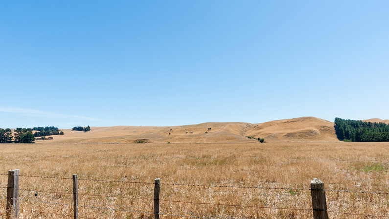 Dry, brown grass on a rural field on a bright summer’s day. 