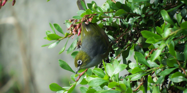 A Tauhou (Silvereye) perched in a tree.