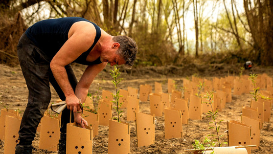 A farmer planting rows of trees.